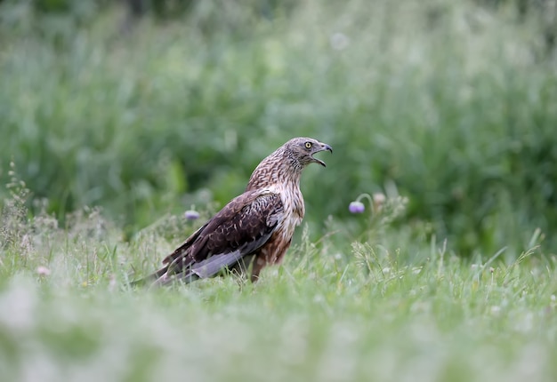 The male The western marsh harrier (Circus aeruginosus) sits on the ground among thick grass. Close-up