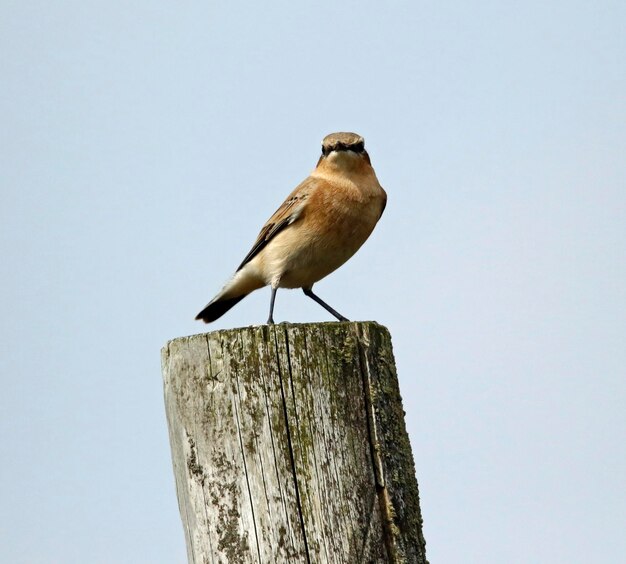 Male wheatear perched on a fence post