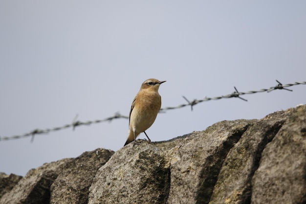 Male wheatear perched on a fence post