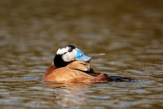 Male White headed duck Oxyura leucocephala Malaga Spain