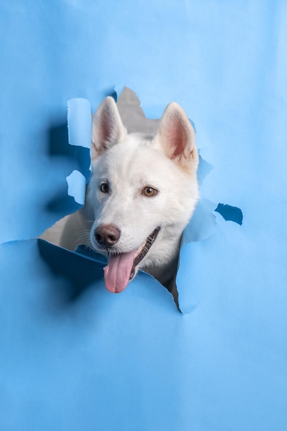 A male white siberian husky dog photoshoot studio pet photography with concept breaking blue paper head through it with expression