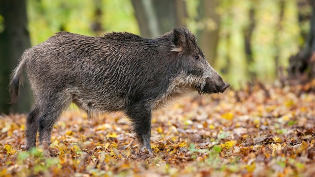 Male wild boar listening attentively in a woodland