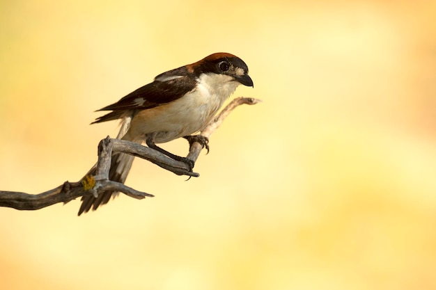 Male Woodchat shrike in rutting plumage at first light on his breeding territory