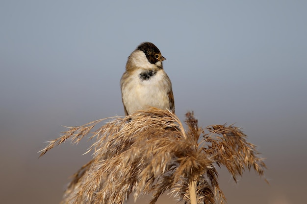 Males of common reed bunting (Emberiza schoeniclus) are close-ups in their natural habitat in soft morning light. Detailed photo to identify the bird.