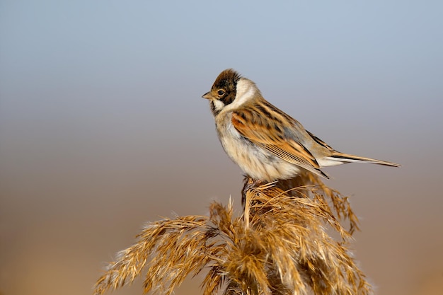 Males of common reed bunting (Emberiza schoeniclus) are close-ups in their natural habitat in soft morning light. Detailed photo to identify the bird.