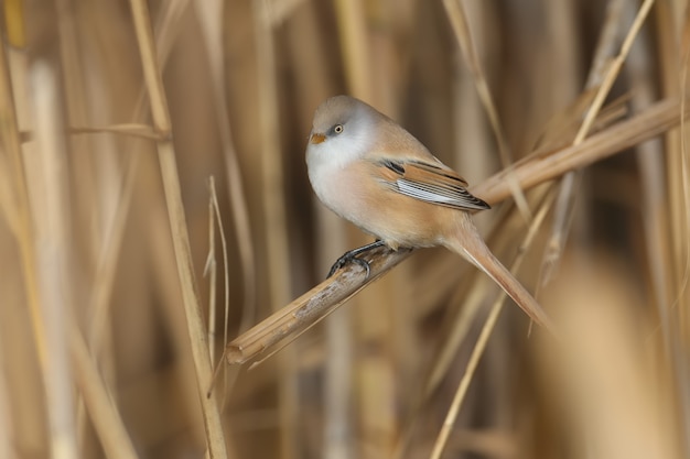 Males and females of The bearded reedling (Panurus biarmicus) are solitary and in groups perch on reed stalks in the soft morning light. Close-up and detailed photos from an unusual angle