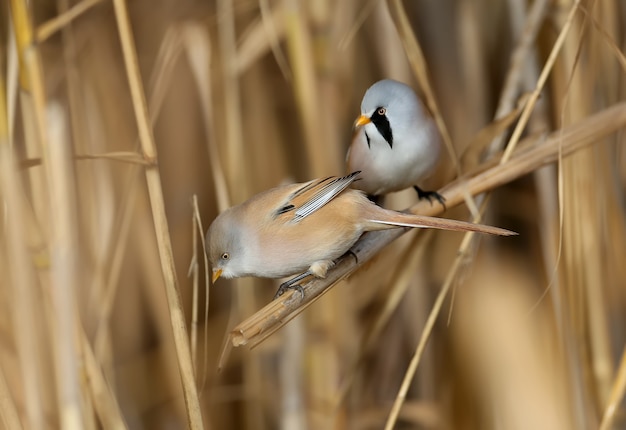 Males and females of The bearded reedling (Panurus biarmicus) are solitary and in groups perch on reed stalks in the soft morning light. Close-up and detailed photos from an unusual angle