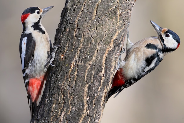 males of the Syrian and the great spotted woodpeckers