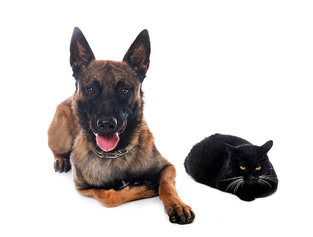 Malinois and cat in studio