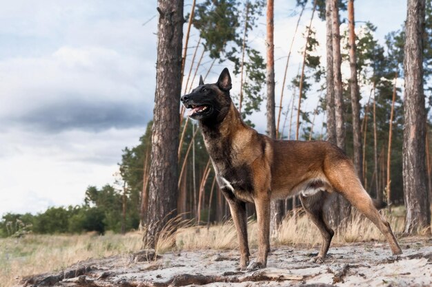 Malinois dog stands in the woods in front of a cloudy sky