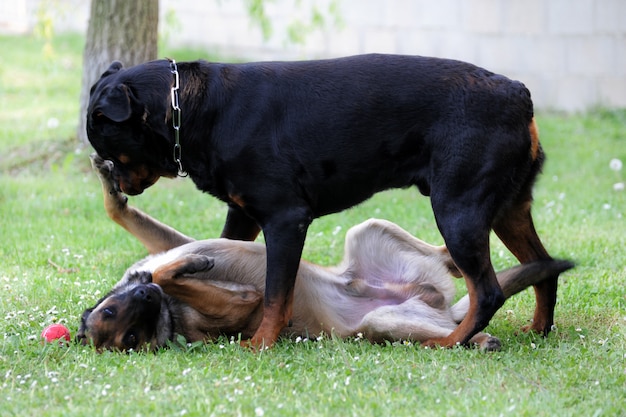 Malinois and rottweiler