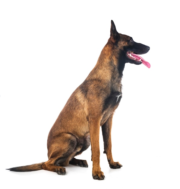 Malinois in studio