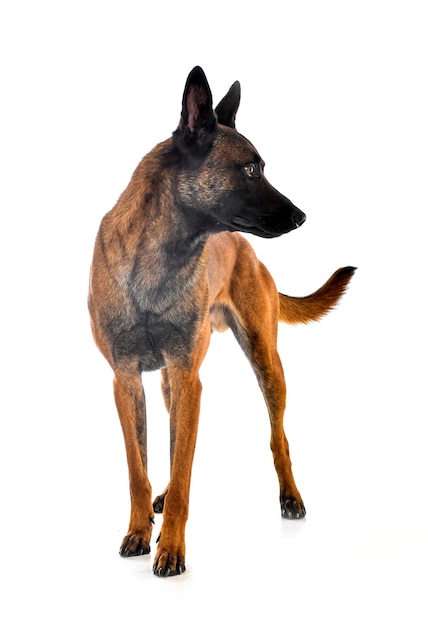 Malinois in studio