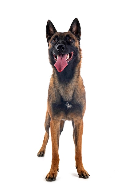 Malinois in studio