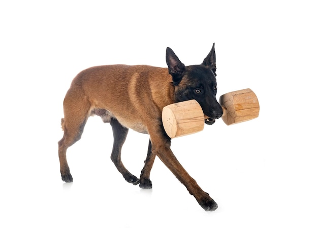 Malinois in studio