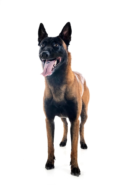 Malinois in studio