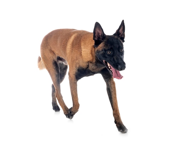 Malinois in studio