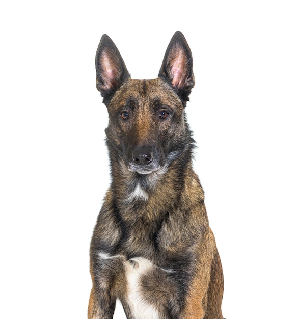 Malinois Tervuren belgian dog isolated on white