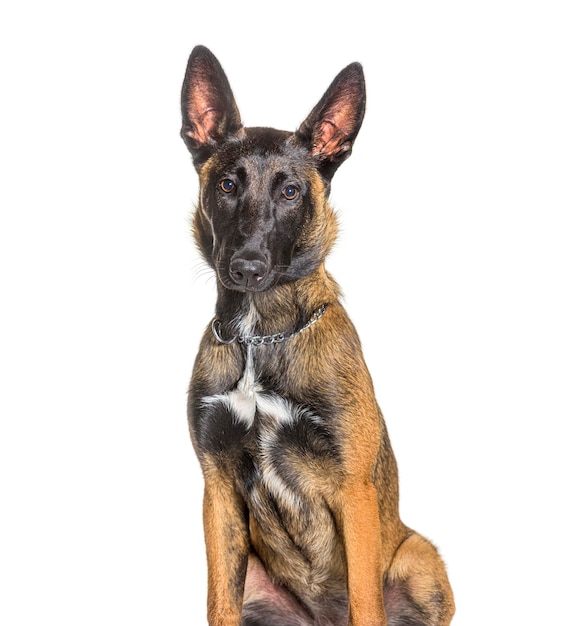 Malinois or tervuren dog isolated on white