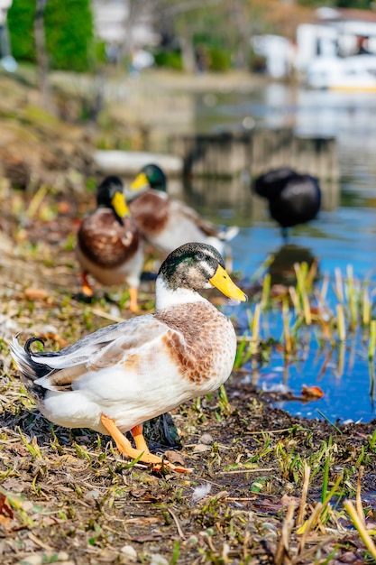 Mallard (Anas platyrhynchos) standing on the shore, male wild duck outside the water