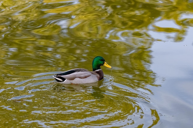 A mallard duck, bird swimming on the Vincennes lake, with reflection of the trees