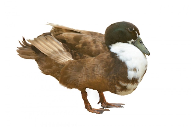 Mallard duck isolated