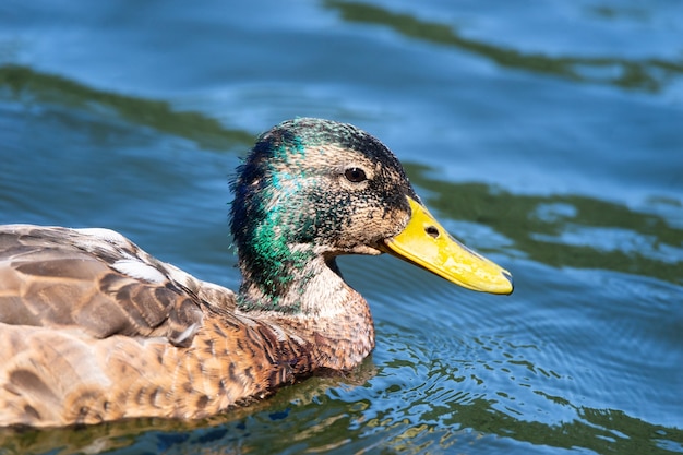 Mallard duck swimming on a pond picture with reflection in water