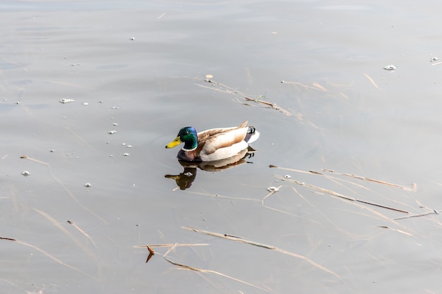 Mallard Duck swims in the river.