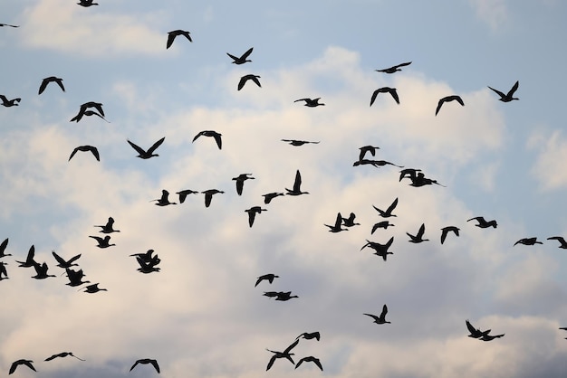 mallard duck in the wild, migratory bird, seasonal migration