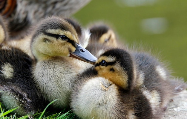 Mallard ducklings on the side of the lake