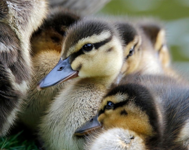 Mallard ducklings on the side of the lake