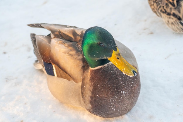 Mallard ducks in the snow Portrait of a male wild duck in the winter season