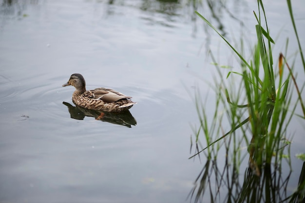 mallard female close-up portrait. mallard on the water, among the reeds.mallard swimming in the pond