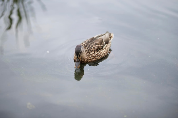 mallard female close-up portrait. mallard on the water, among the reeds.mallard swimming in the pond