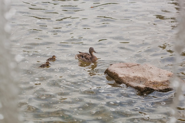 Mallard female and two ducklings swimming in the river or lake near the stone and waterfall