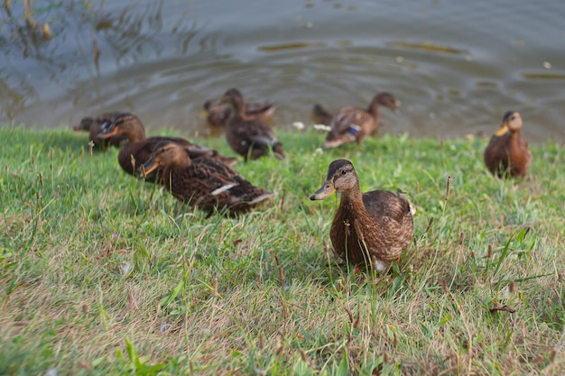 Mallard female with little ducklings in a living nature on the river on a sunny day