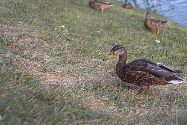 Mallard female with little ducklings in a living nature on the river on a sunny day