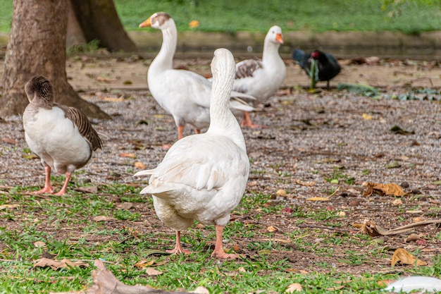 Mallards outdoors in a square in Rio de Janeiro