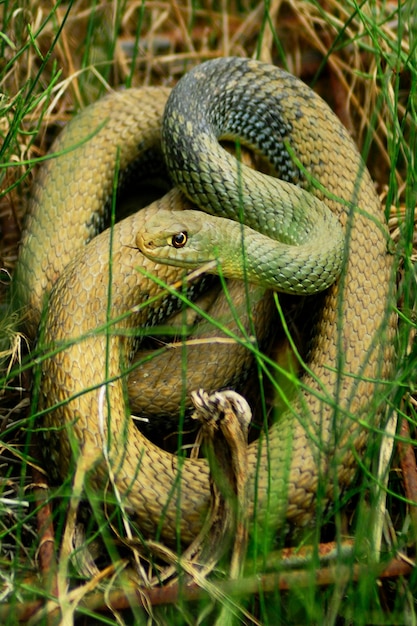 Malpolon monspessulanus  The bastard snake is from the Lamprophiidae family