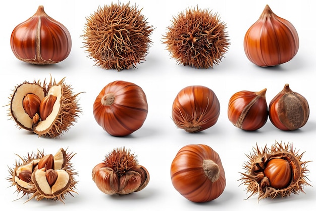 Maltes chestnuts in different poses and angles with a white background