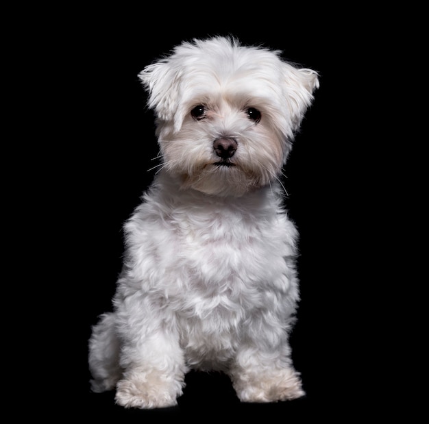 Maltese dog, 2 years old, sitting against white background