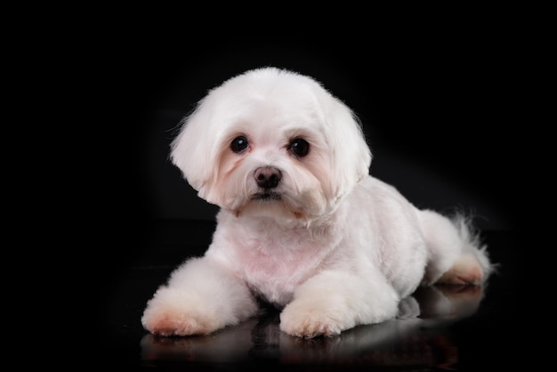 Maltese dog after grooming portrait closeup Isolate on black