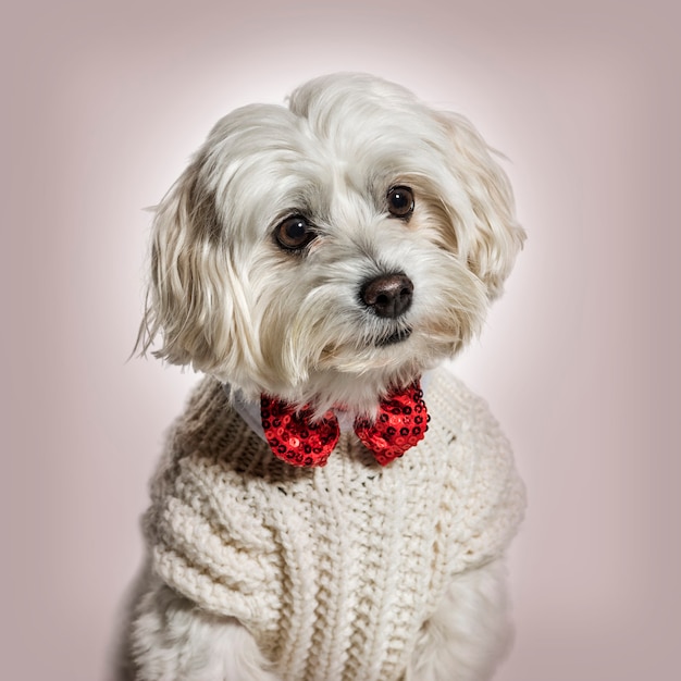 Maltese dog in bow tie and sweater against beige background