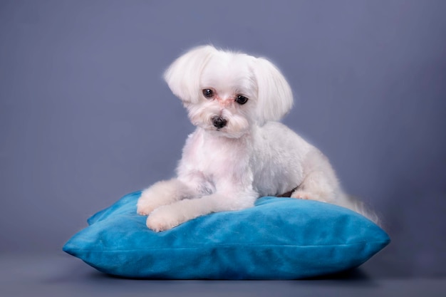 Maltese dog lies on a pillow after grooming studio photo