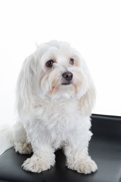 Maltese dog sitting in front of a white background