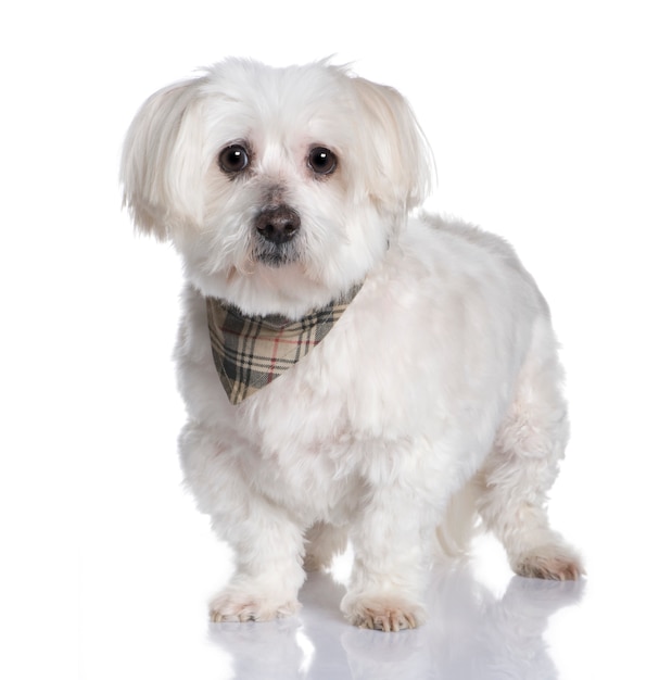 Maltese dog with 13 years. Dog portrait isolated