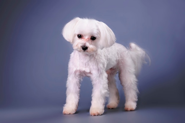 A Maltese dog with a charming haircut stands and looks at the camera The concept of care and maintenance of pets