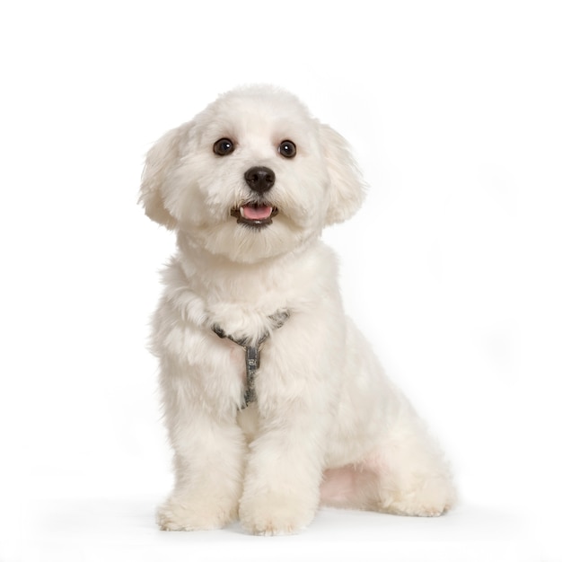 Maltese dog