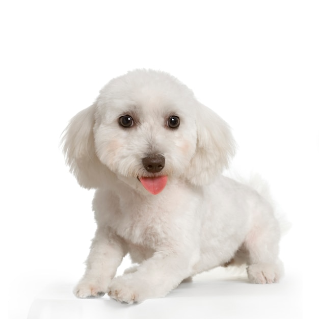 Maltese dog