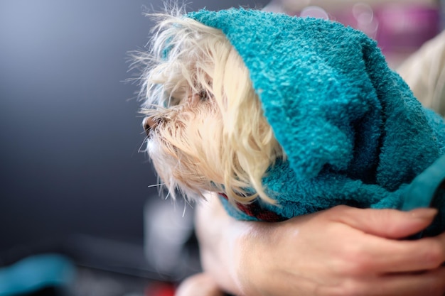 Maltese lapdog in a bath towel while drying wool on a woman's hands